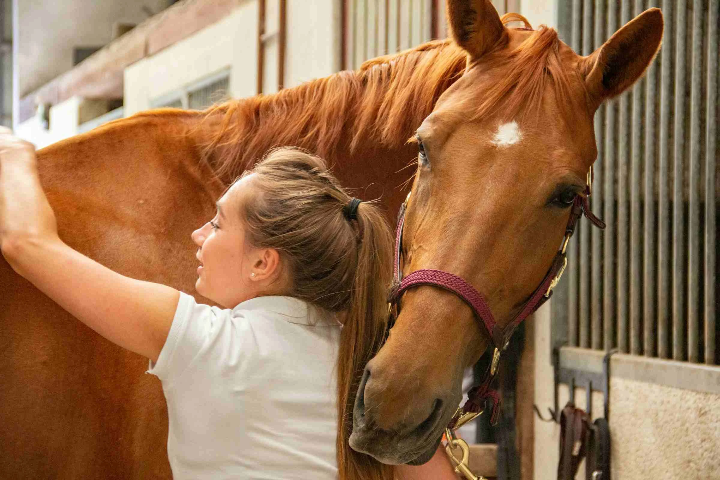 Equine vet on a farm call 