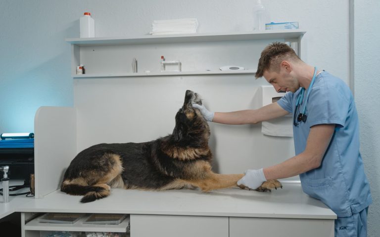 Private equity in the exam room: what consolidation means for your pet