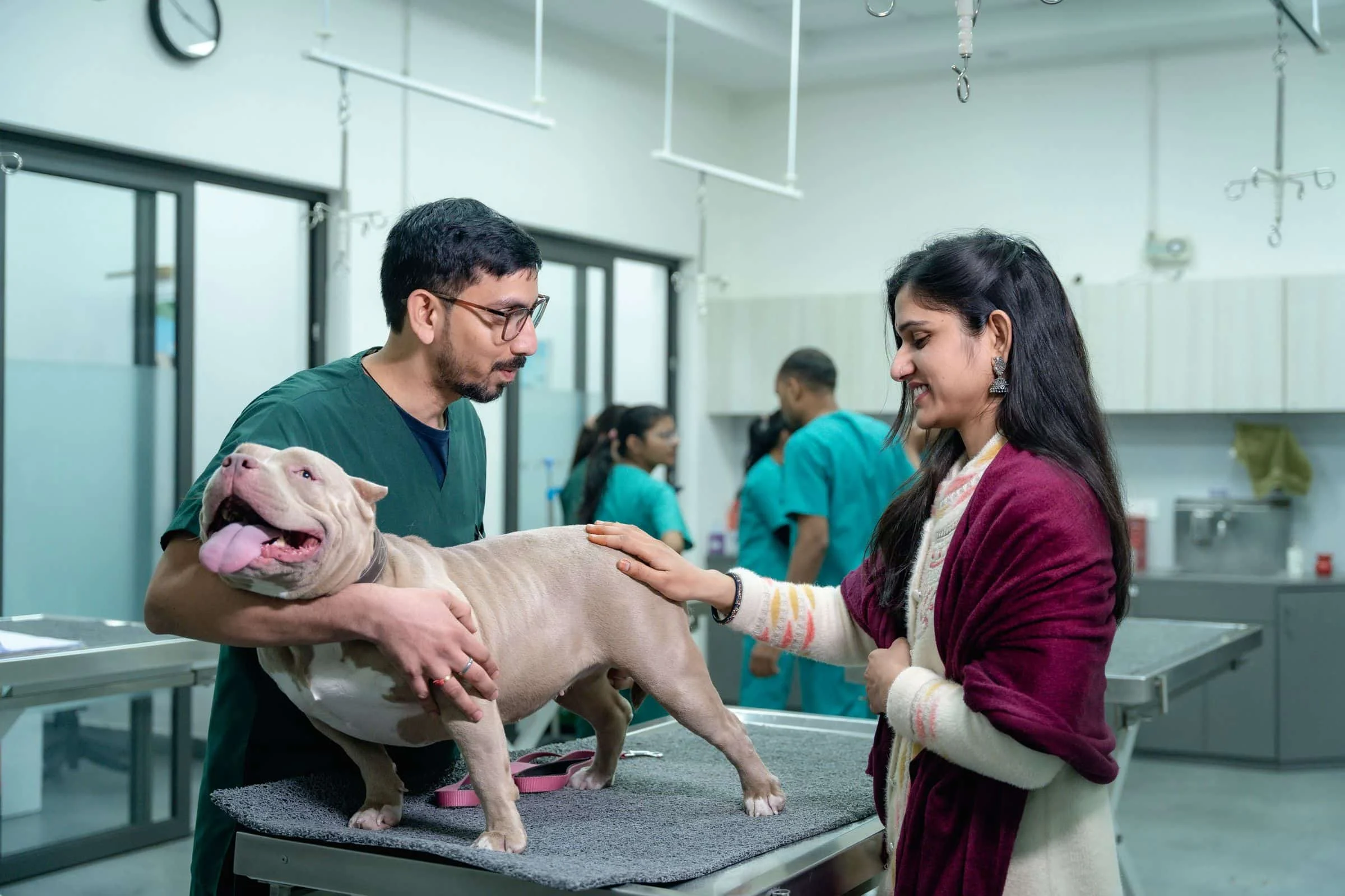 Veterinarian examining a dog 